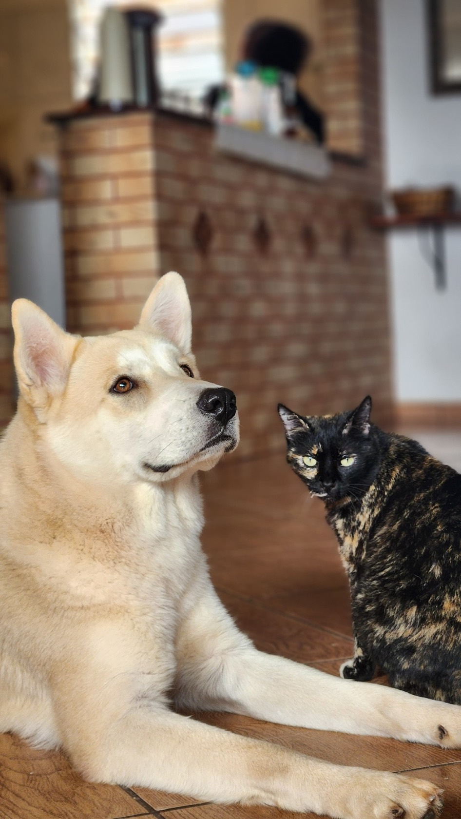 O cão Curumin e a gata Pispi lado a lado na pousada